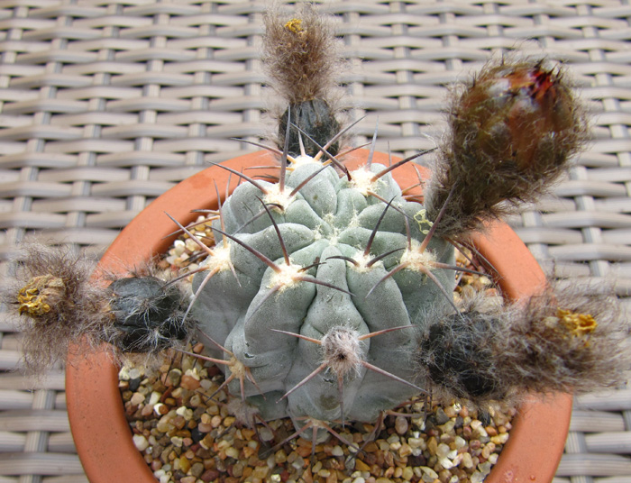 Echinopsis glaucina (syn. Acanthocalycium glaucum)